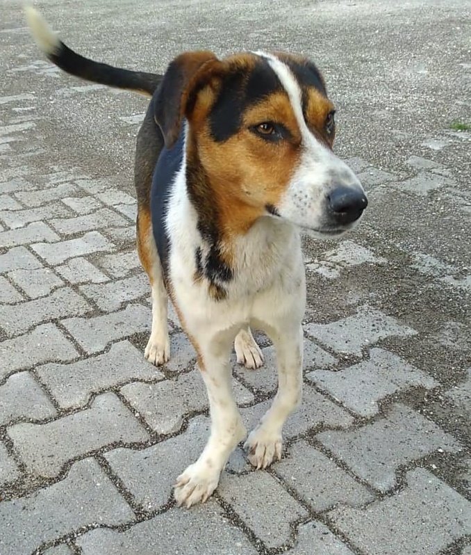 nalsignn's tweet photo. Besleme yaparken bir traktör etrafta geziniyordu meğer bu bebeği bırakacakmış.Yavrum nasıl ağladı sesi duyup bakmaya gidince gördük.Kollarında yanlış kaynamış bir kırık olduğu düşünülüyor.Bu halde buralarda yapamaz.Pansiyonu için her ay 500tl verebilecek 2 kişi bulabilir miyiz?😪 https://t.co/OhYykxgXKm