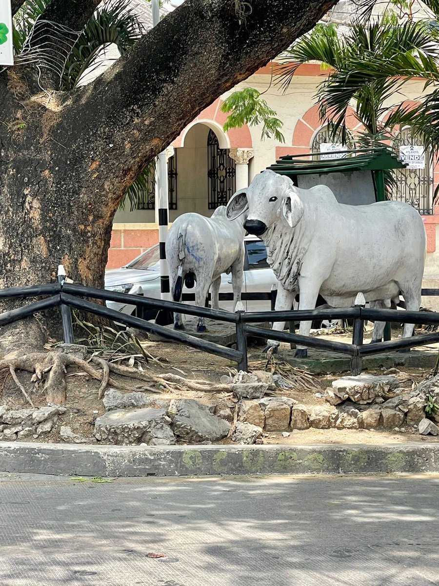 noti_judicial's tweet photo. El equipo de trabajo de Asonal Judicial -Junta Directiva- estuvo en Sincelejo.  Monumentos a Pola Becté, La Iguana, La Flor de Bonche y La Ganadería. Asonal en las regiones…

Asonal también es Sucre.- https://t.co/dKvpC1R4jh