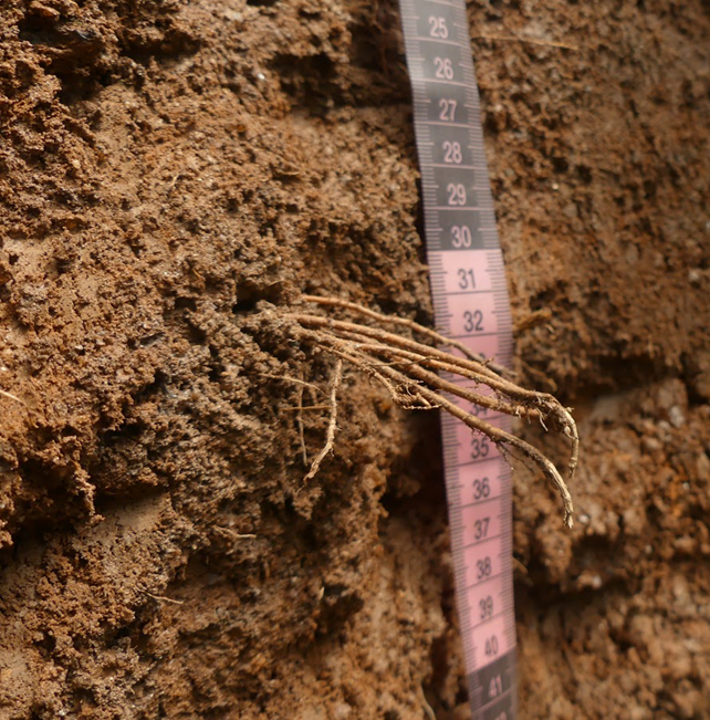 Ray R. Weil tweet media