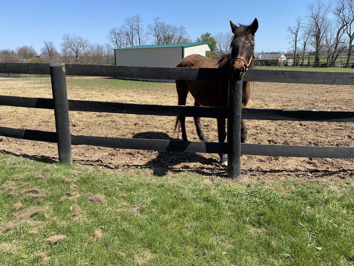Gold Round was happy to let me try out a new grooming tool <a href="/Oldfriendsfarm/">Old Friends</a> <a href="/Fijithegreat/">Jaime Roth</a>
