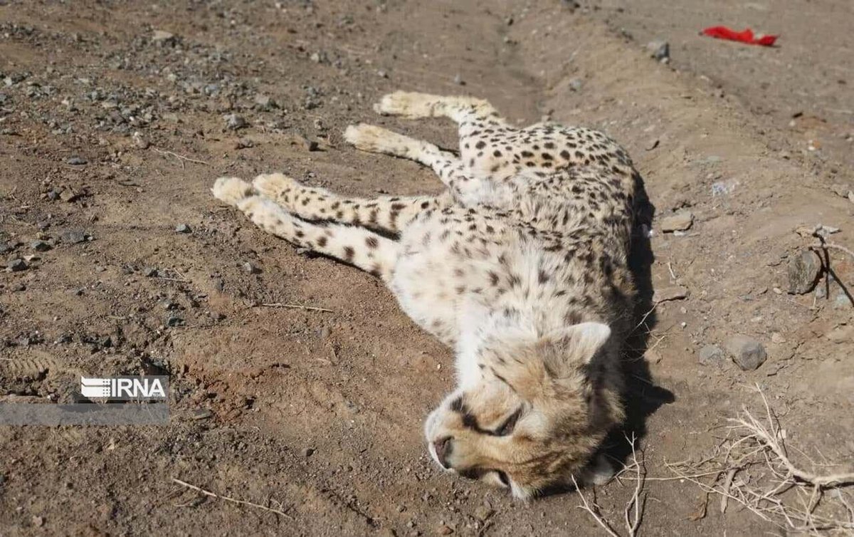 RazaKazmi17's tweet image. The Asiatic cheetah – which once ranged from India, across central Asia, Arabia &amp;amp; into west Asia – now makes its last stand in Iran. Semnan province in Iran with its Touran Protected Reserve that harbors one of the last two breeding populations is the Asiatic cheetah's last hope.