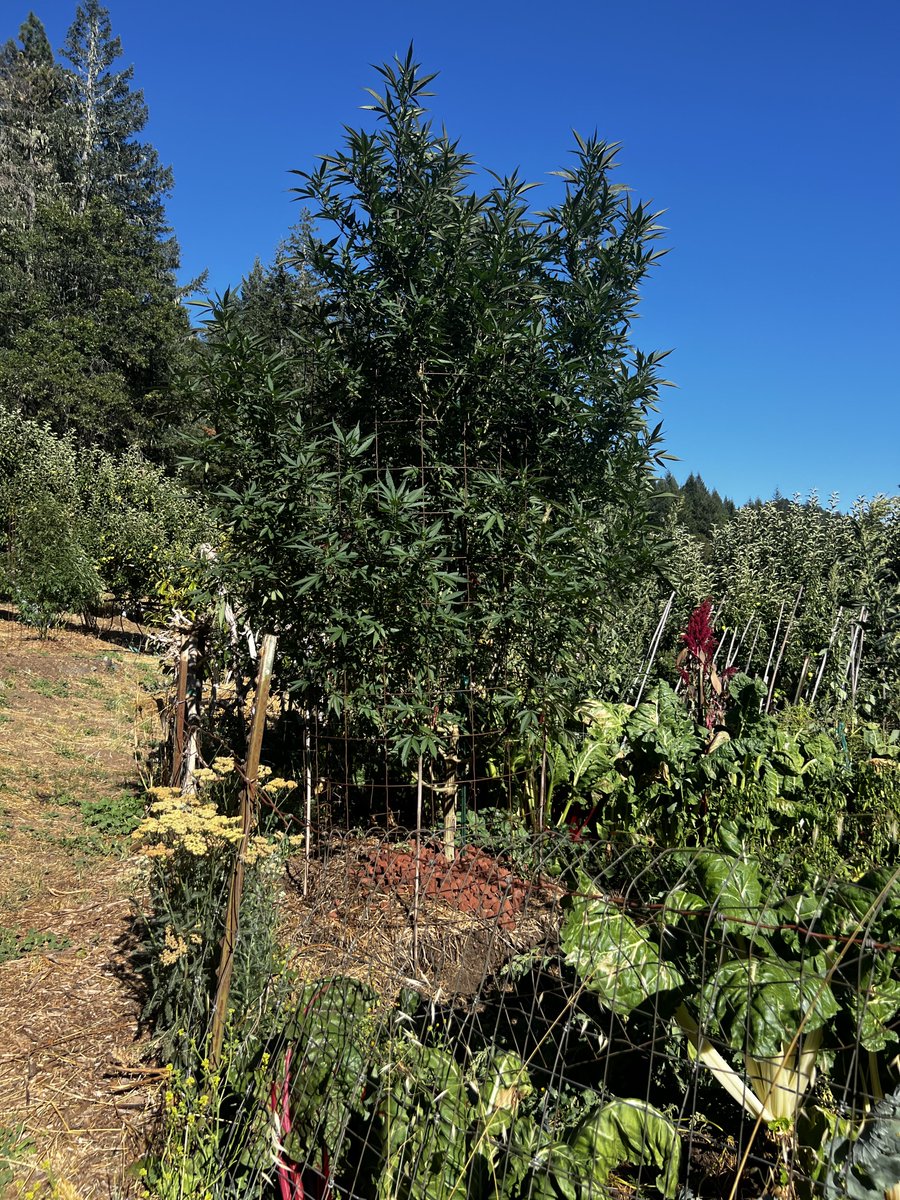 The small farmer is the last free person on this planet.

I’ve worked in International Business in Europe, Asia, and the US. 

I’ve lived in major cities like SF, NY, LA, Beijing, and Shanghai.

I farm off-the-grid today because I choose to live #Free
#EmeraldTriangle #California