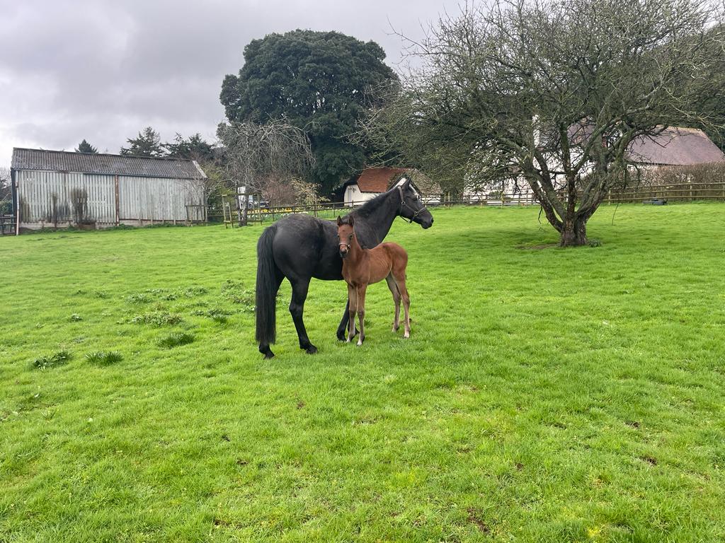 JessWestwood's tweet photo. Lovely to see the foster mare settling back @GeorgePendarves with this super foal by @coolmorestud Order Of St George. #GoodOutcome https://t.co/QacsUwhjEQ