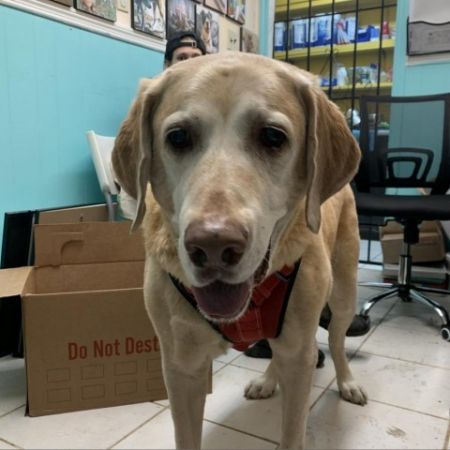 adopt_a_dog_bot's tweet photo. Nikko Newberry is an absolute unit of a guy, who can be found near Savannah, GA! Nikko Newberry is a Yellow Labrador Retriever, who lacks all sense for personal space. #YellowLabradorRetriever #dogsoftwitter #rescue #adopt #dog #Savannah #Georgia #GA https://t.co/XSyWyNM6vU https://t.co/GcIKVyWiWt