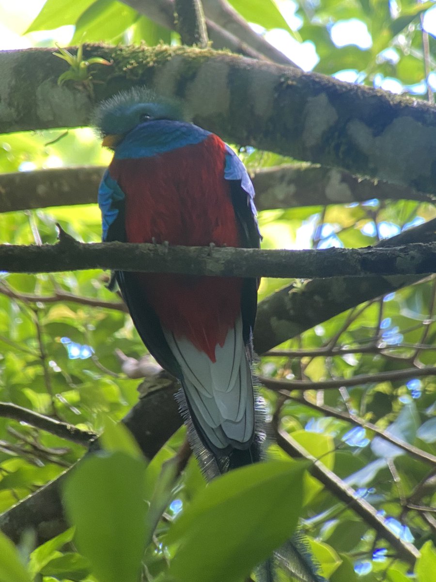 seanw801's tweet photo. It has been a good day looking for #Quetzals and other birds in #CostaRica #Monteverde #CloudForest https://t.co/guVI4BYPnY
