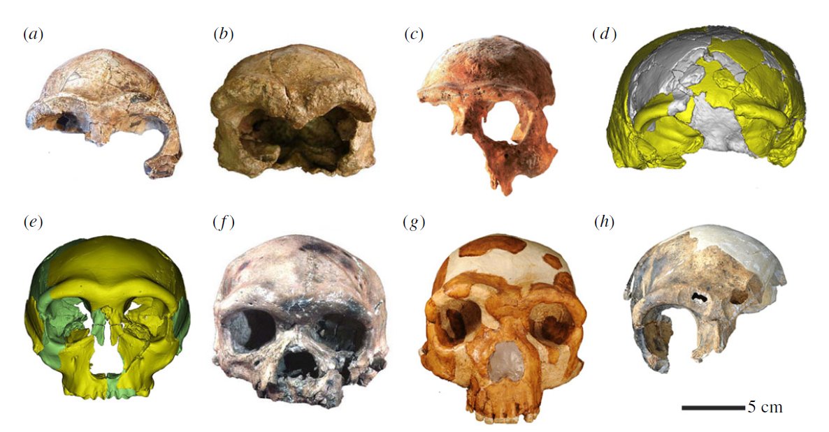 robertosaezm's tweet image. Cráneos de homininos del Pleistoceno medio de China: (a) ZKD 12; (b) Hexian; (c) Nanjing; (d ) Xuchang 1; (e) Hualongdong; ( f ) Dali; (g) Jinniushan; and H: Maba. Fuente: Liu W, Athreya S, Xing S, Wu X., 2022