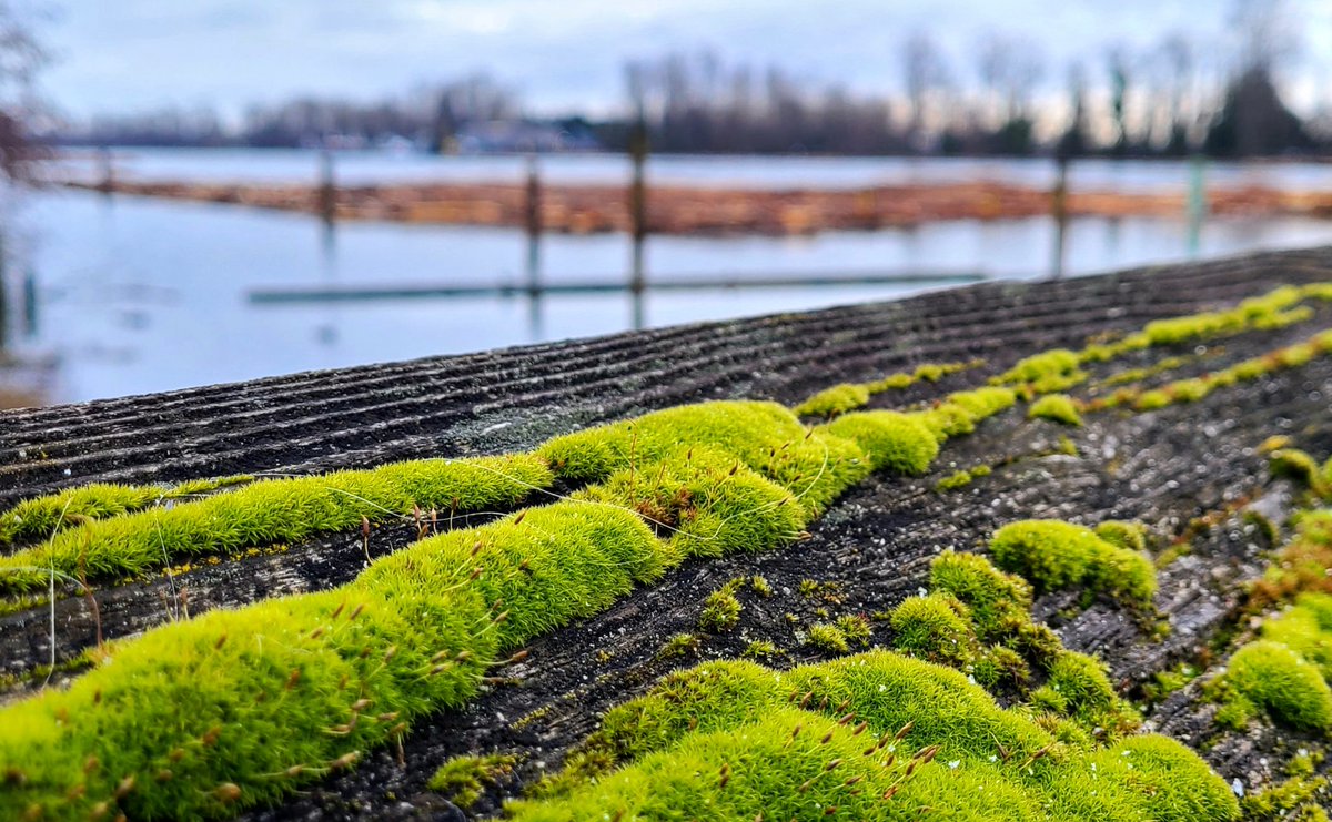 howyougo's tweet photo. Good morning Sunday!
#sunrise #Goodmorning #Sunday #bcstorm #springisblooming #Vancouver #March #fraserriver #StormHour #Westcoast #spring #ShareYourWeather https://t.co/4zLjTq4KH2
