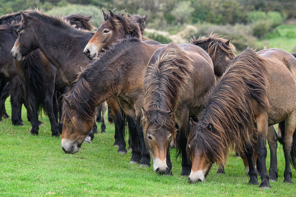 ExmoorPonyClub's tweet photo. Exmoor ponies on @cbbc this week! 😀 The Tippbarlake Exmoor Pony Herd features in #OZTGoesWildInBritain airing Mon 27 Mar until Fri 31 Mar at 5:30pm or on @BBCiPlayer 
@ExmoorNP @AlStewartOBE @AthwennaWMN @ExmoorSociety @RuthOnTheHoof @ExmoorwithJack @ExmoorNPCs @RBSTrarebreeds https://t.co/gpBf3yBYMl