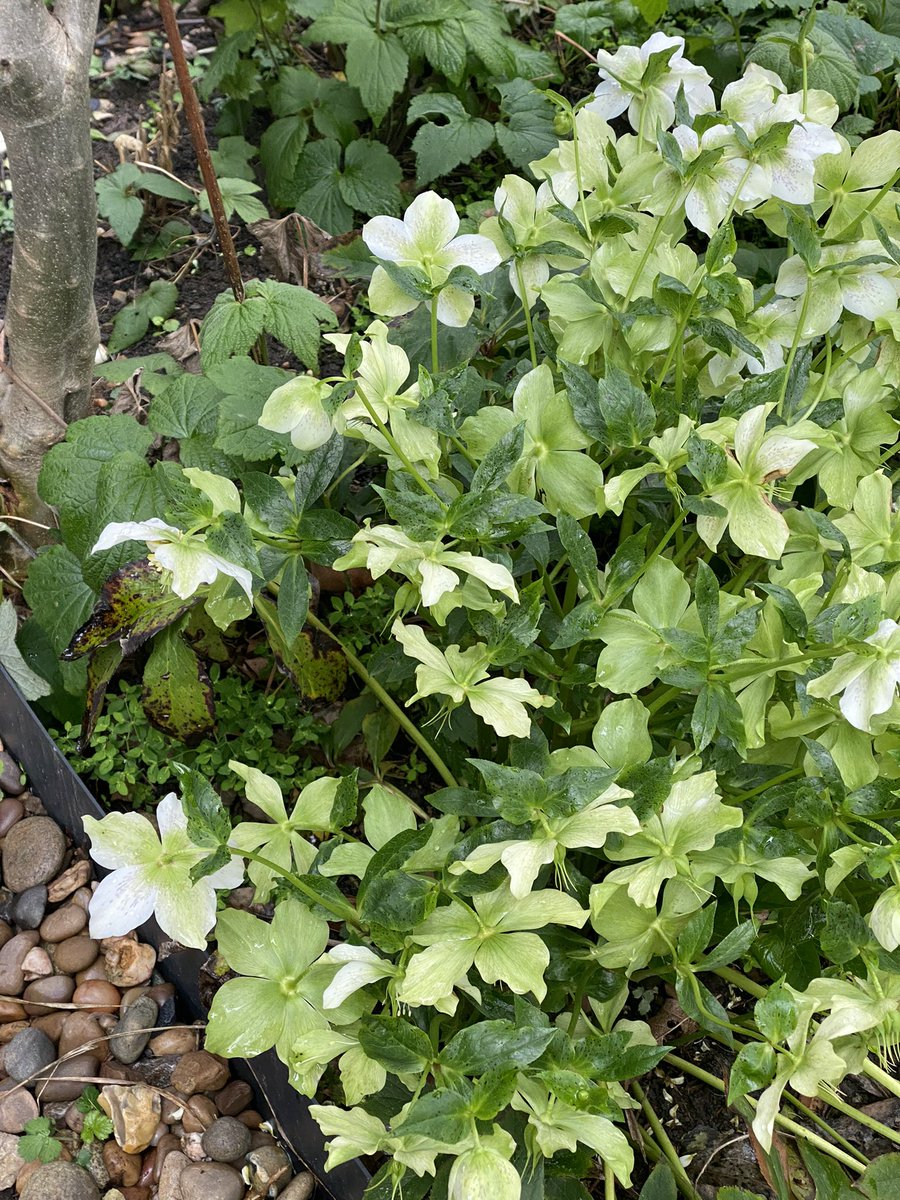 Hope Gardens tweet media