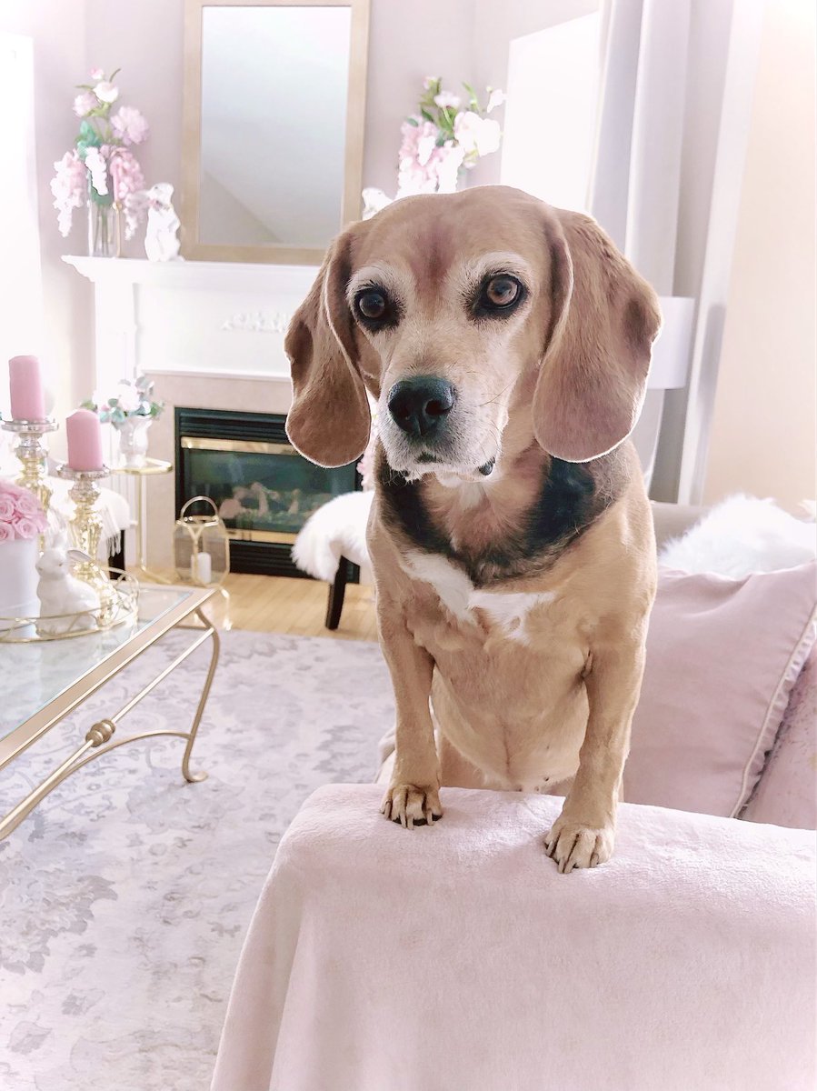 Happi Sunday to all my furriends! 💖🐾
#BeagleLover #BeaglesOfTwitter, #DogsOfTwitter #SweetDog #bhgpets @beaglefacts