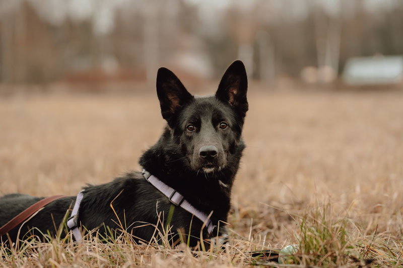 zverikivdar's tweet image. #Москва и МО
Найт ищет дом! 🏡 🐶
Большой, красивый, умный и активный пёс. Ему всего год, но его собачье сердце уже было разбито. 💔
Найта подобрали щенком и взяли в семью, где дети давно просили собачку.. Но щенок подрос и как все подростки, стал иногда хулиганить.