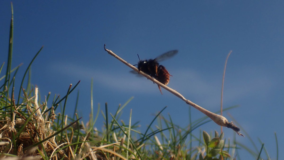 Obsessed with the broomstick-riding bee! Captions welcome on this one...

Tune in to #WildIsles on <a href="/BBCOne/">BBC One</a> and <a href="/BBCiPlayer/">BBC iPlayer</a> now.
