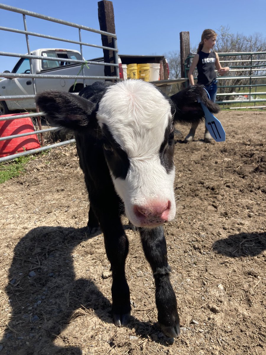 YanceyGarringer's tweet photo. Second #IRL #cashcow of 2023 … The girls named her Moolan 😝 https://t.co/Mj164FZCt8