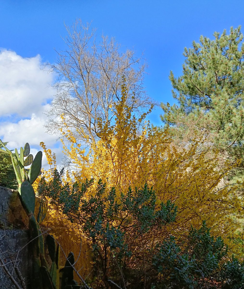 PyreneesPrime's tweet image. Kitchen window. Wow. Grateful.