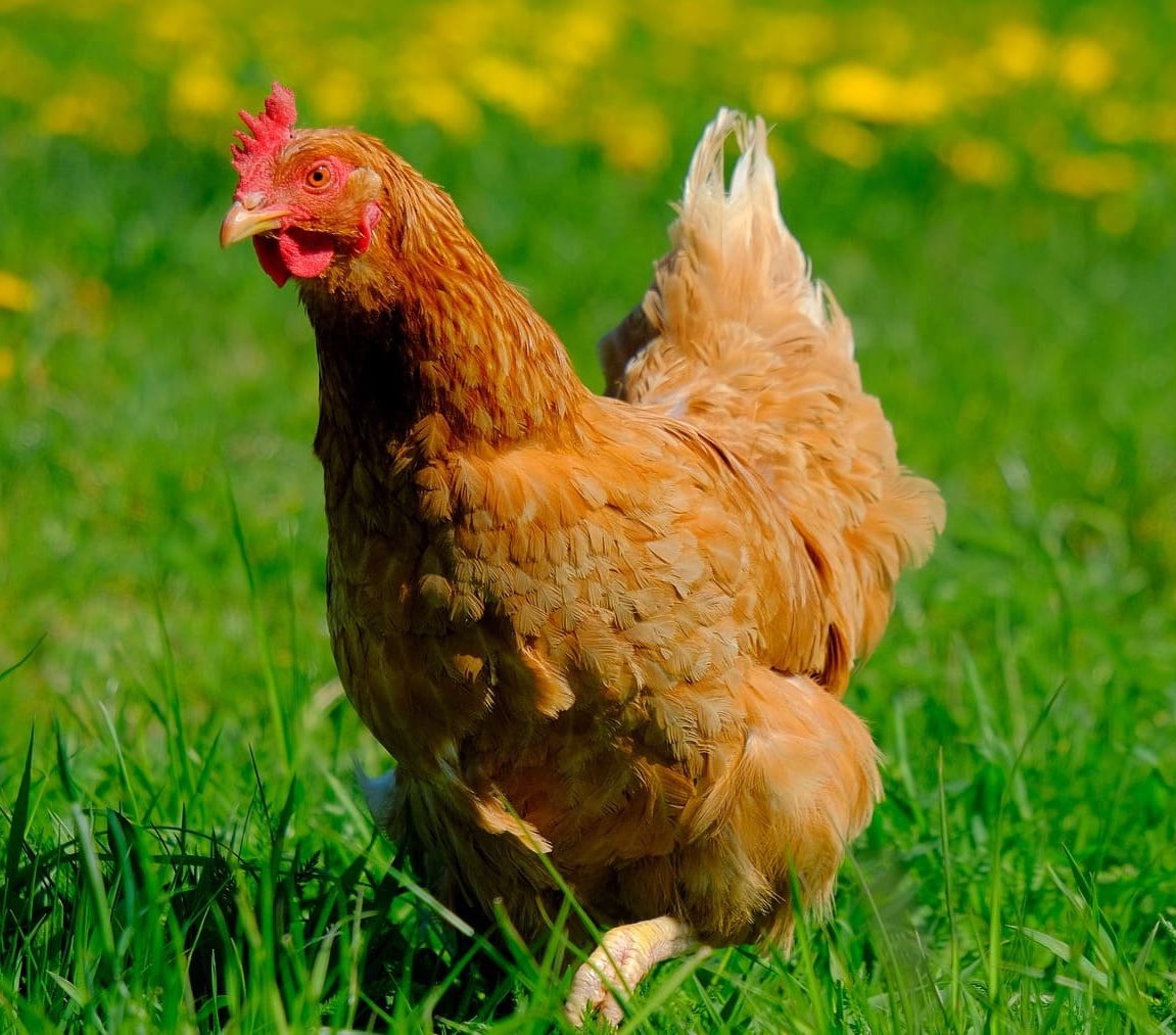 InstaSamer tweet media