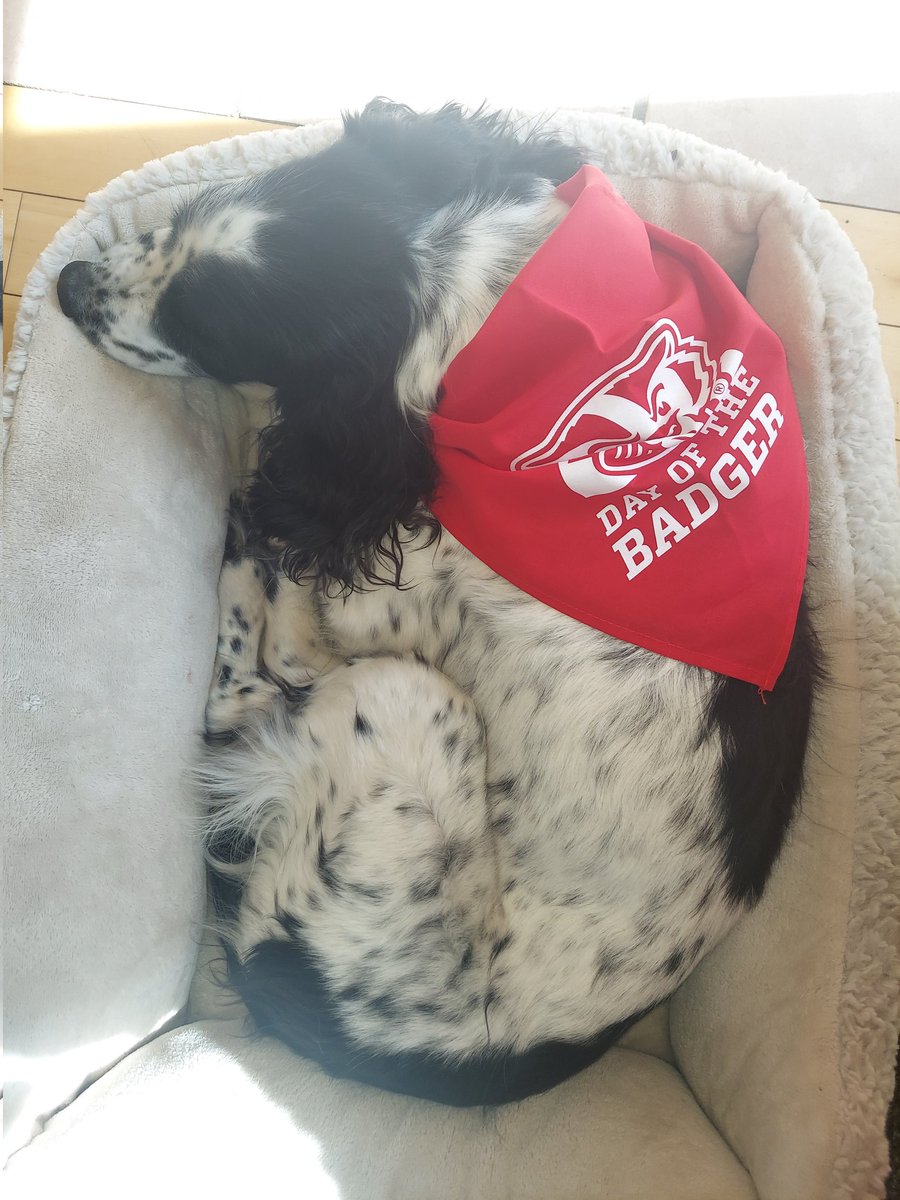NancyMBrownCFRE's tweet photo. Bentley patiently waiting for #dayofthebadger to start and support his favorite program. @UWBadgers @wiscalumni https://t.co/0WKOsbPvyH