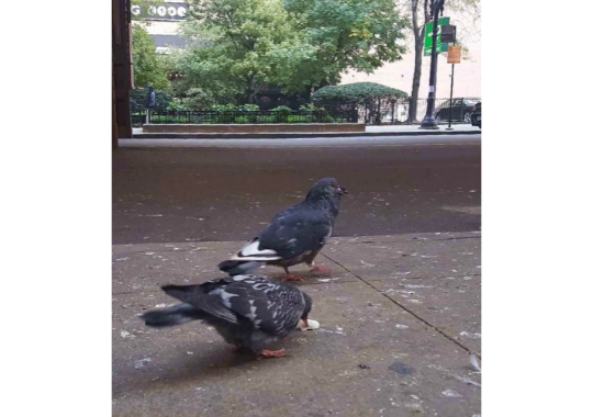 GoodPigeonBot's tweet image. neat pigeon 11/10