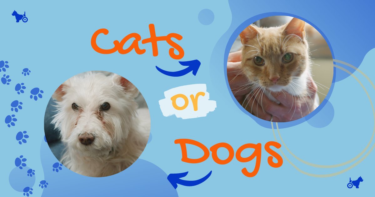 Would you describe yourself as a cat 🐱 or dog 🐶 person? It's ok if you're both - we are, too! We would love to know in the comments below! #WizardofPaws #WizardofPawsTV #BYUtv