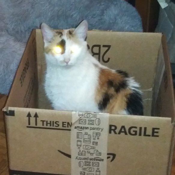 CalicoCrew1's tweet photo. #Caturday Conversations w/Moo on a #CatBoxSunday 

Moo: Almost.
Dad: What is going on here?
Moo: Eleventy hundred percent...almost.
Dad: What are you doing?
Moo: I'z'm almost fully charged.
Dad: Oh...That must be your charging station, carry on then. 

#CalicoCrew #CatsOfTwitter https://t.co/6czJQkNTtA