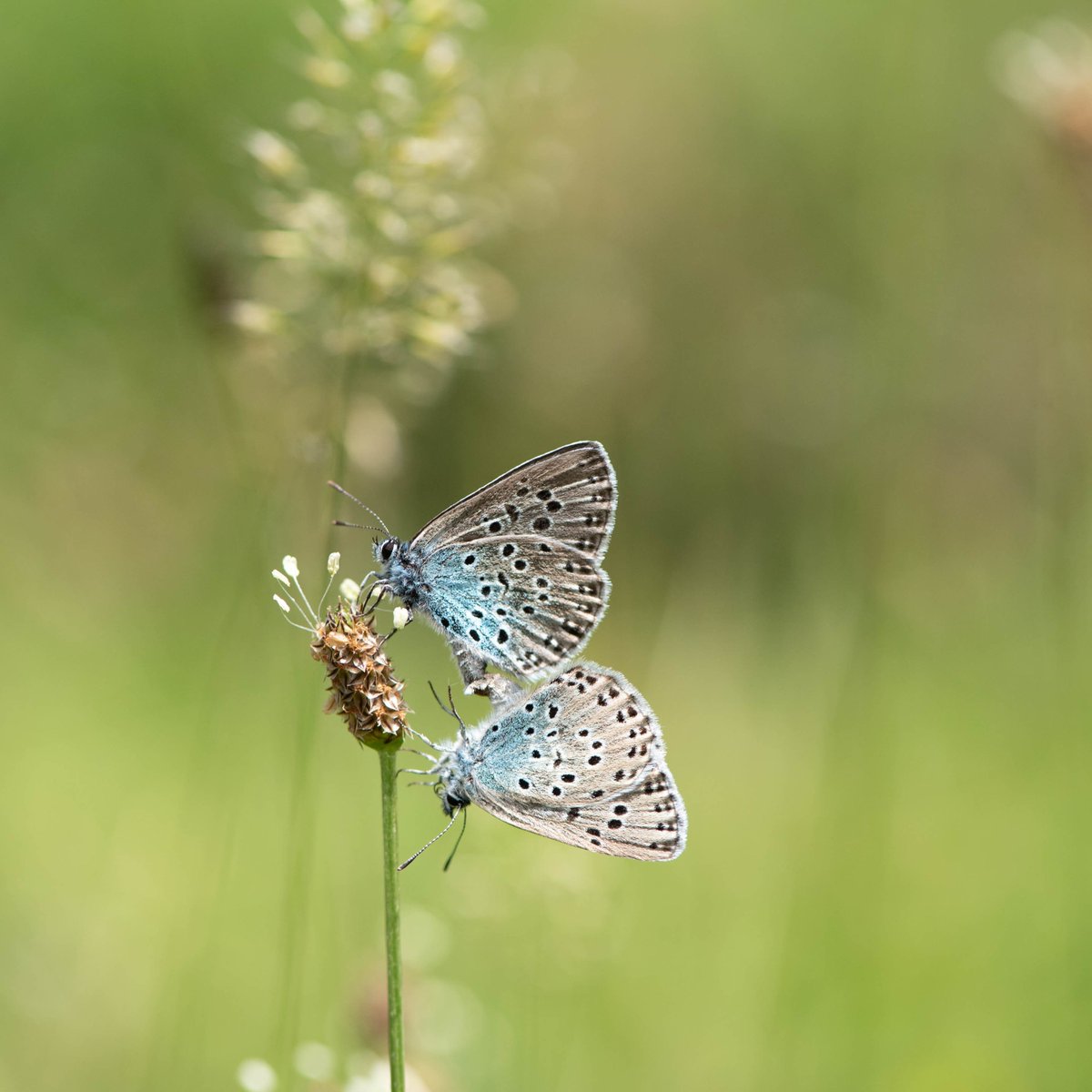 National Trust (@nationaltrust) on Twitter photo Simply amazed at the life cycle of the large blue butterfly...
Catch #WildIsles on <a href="/BBCOne/">BBC One</a> and <a href="/BBCiPlayer/">BBC iPlayer</a> now! Simply amazed at the life cycle of the large blue butterfly...
Catch #WildIsles on <a href="/BBCOne/">BBC One</a> and <a href="/BBCiPlayer/">BBC iPlayer</a> now!