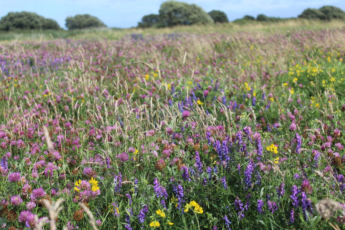 Protecting and creating more flower-rich #grasslands is key to helping bumblebees and tackling the climate crisis. Grasslands store carbon and boost biodiversity. Win-win!

#WildIsles #DavidAttenborough #SaveOurWildIsles