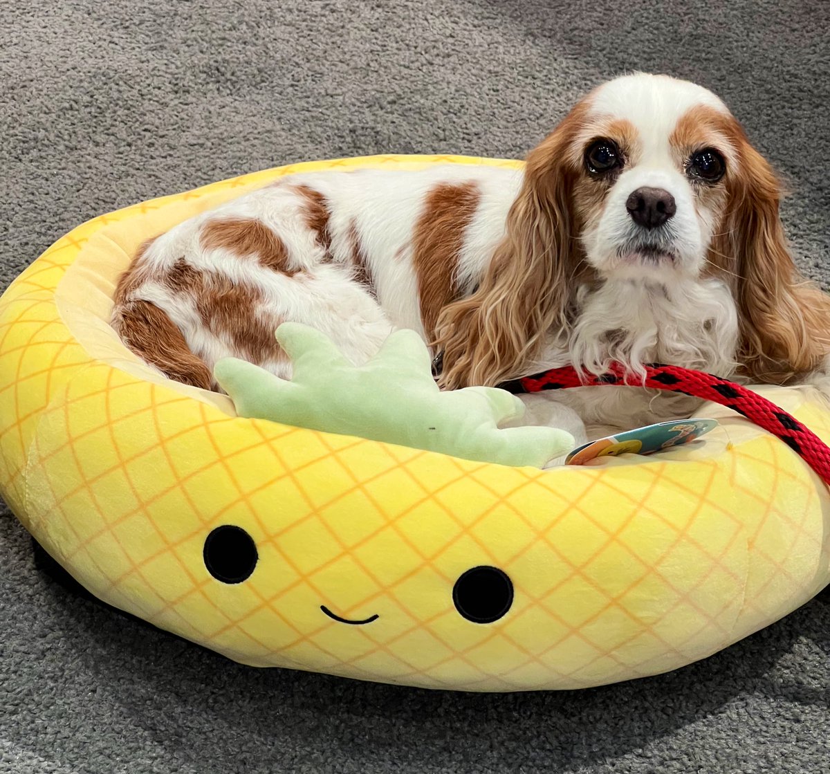 Currently sold out, but I got to nap test the <a href="/squishmallows/">Squishmallows</a> <a href="/Jazwares/">Jazwares</a> Squishmallow dog and cat beds <a href="/GlobalPetExpo/">Global Pet Expo</a> They are super soft 💕I need to have one of each! #globalpetexpo #dogs #cavalier