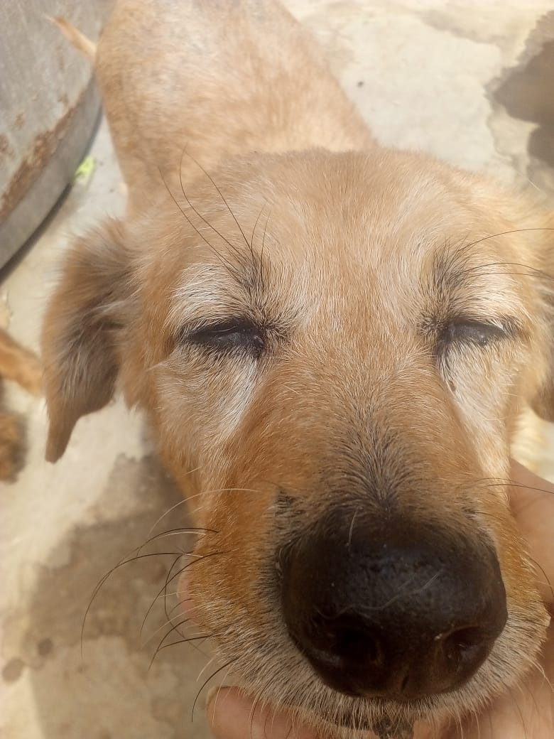karivit's tweet photo. No tiene pedidos😔 La señora Cari necesita vender sus pie de manzana (30 soles c/u). Tiene a su gatita y perrita muy enfermas (son viejitas) y necesitan urgente análisis y medicinas.
Está en SJM. Entregas en estaciones del tren o con motorizado. RT pf 🥺
WhatsApp/Yape 934330566 https://t.co/E1jx08Yacg