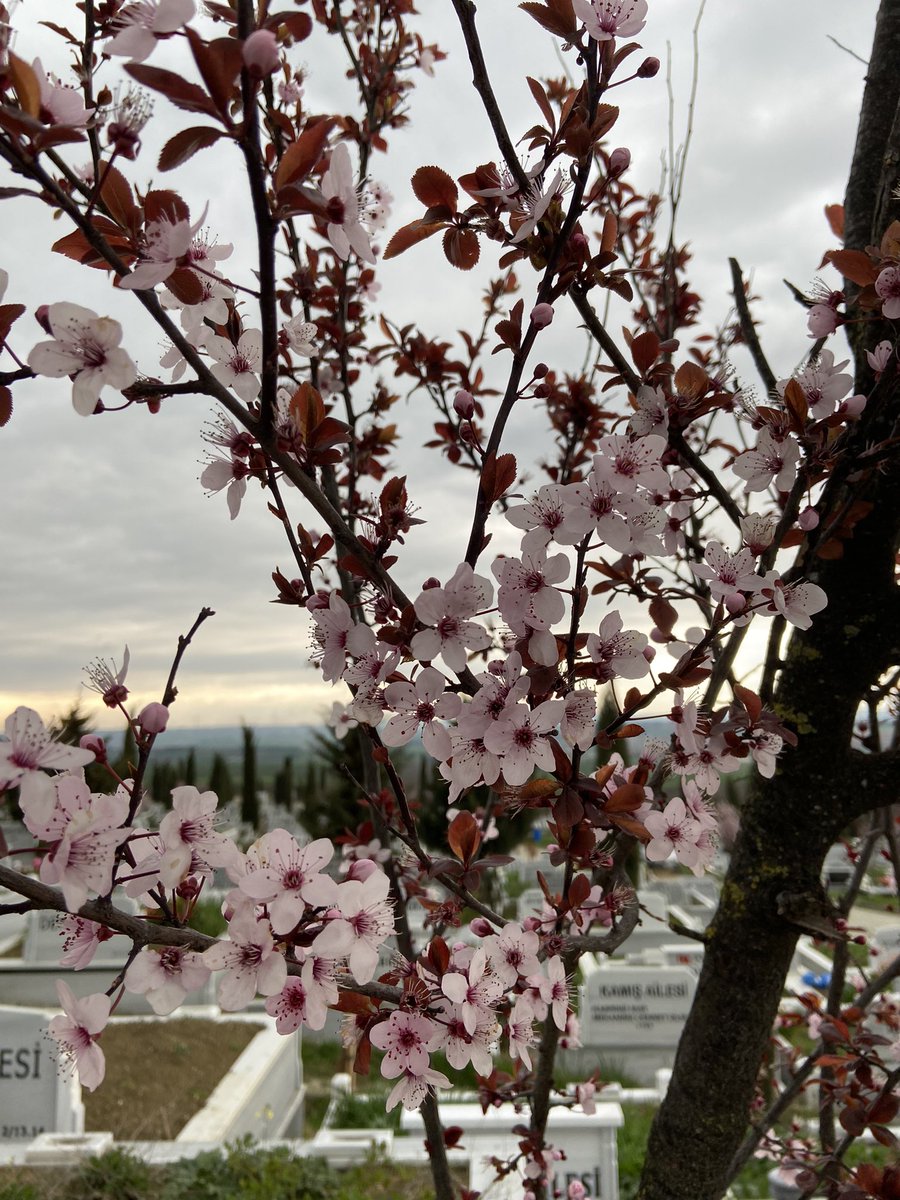 Annemin balkon boyu uzanan çiçekleri vardı. Saatlerce çocuk sever gibi çiçeklerle konuşurdu. Yine konuşmuş sanırım. Bugün beni mezarının başında bu manzarayla karşıladı.