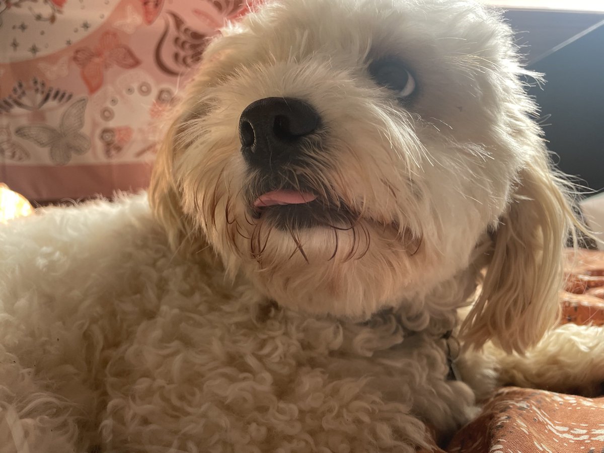 DarwinDaDog's tweet photo. Wow! What a busy weekend it’s been for me! Soo many walkies, a special blueberry smoothie for dinner, and a necessary but unwanted bath! 

I is soo tired, going to sleep now until the morning, good night Twooter!!! https://t.co/4TATxStwBp