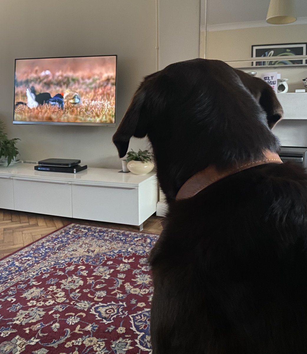 CocoAndBear3's tweet photo. Enjoying #WildIsles @BBCOne https://t.co/iXrQAZyJ56