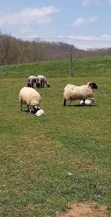 Jules M #ALF #AnimalsMatter tweet media