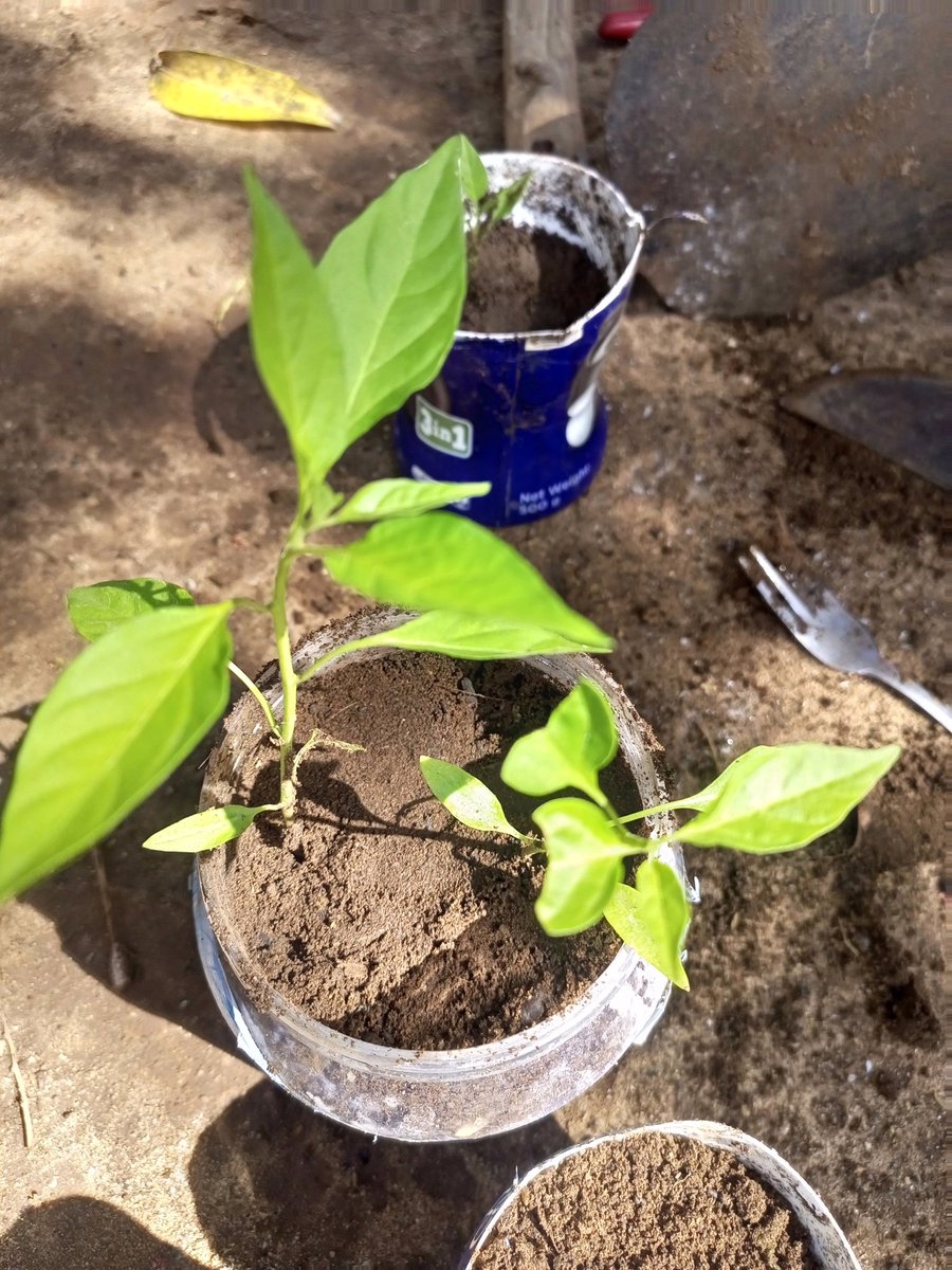 TonyJimmie's tweet image. Seedling transfer...
#Smallscalefarming.