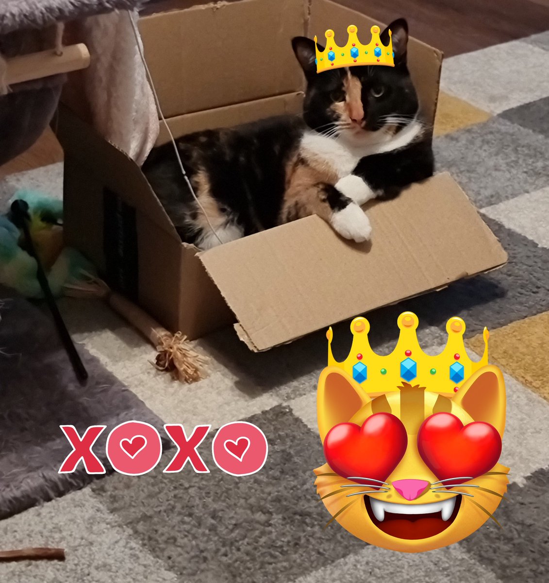 ArouraBlossom's tweet image. Happy #CatboxSunday, everyone! 🐾🐈‍⬛️📦💖🐈🐾 Aroura 👑&amp;amp; Blossom 🌸enjoying #Catbox Sunday, be rude not to...tee hee 🐾😻👑💕😻🌸🐾