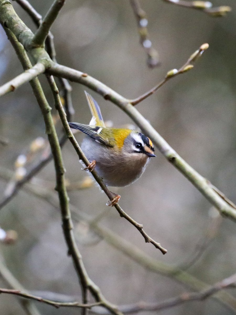 GenBWild's tweet photo. Blessed to find a gorgeous Firecrest on my patch today, a stones throw from my home 😍
@HOSbirding @HeadleyNature
#firecrest #hampshirebirding https://t.co/3zbF8AOUr3