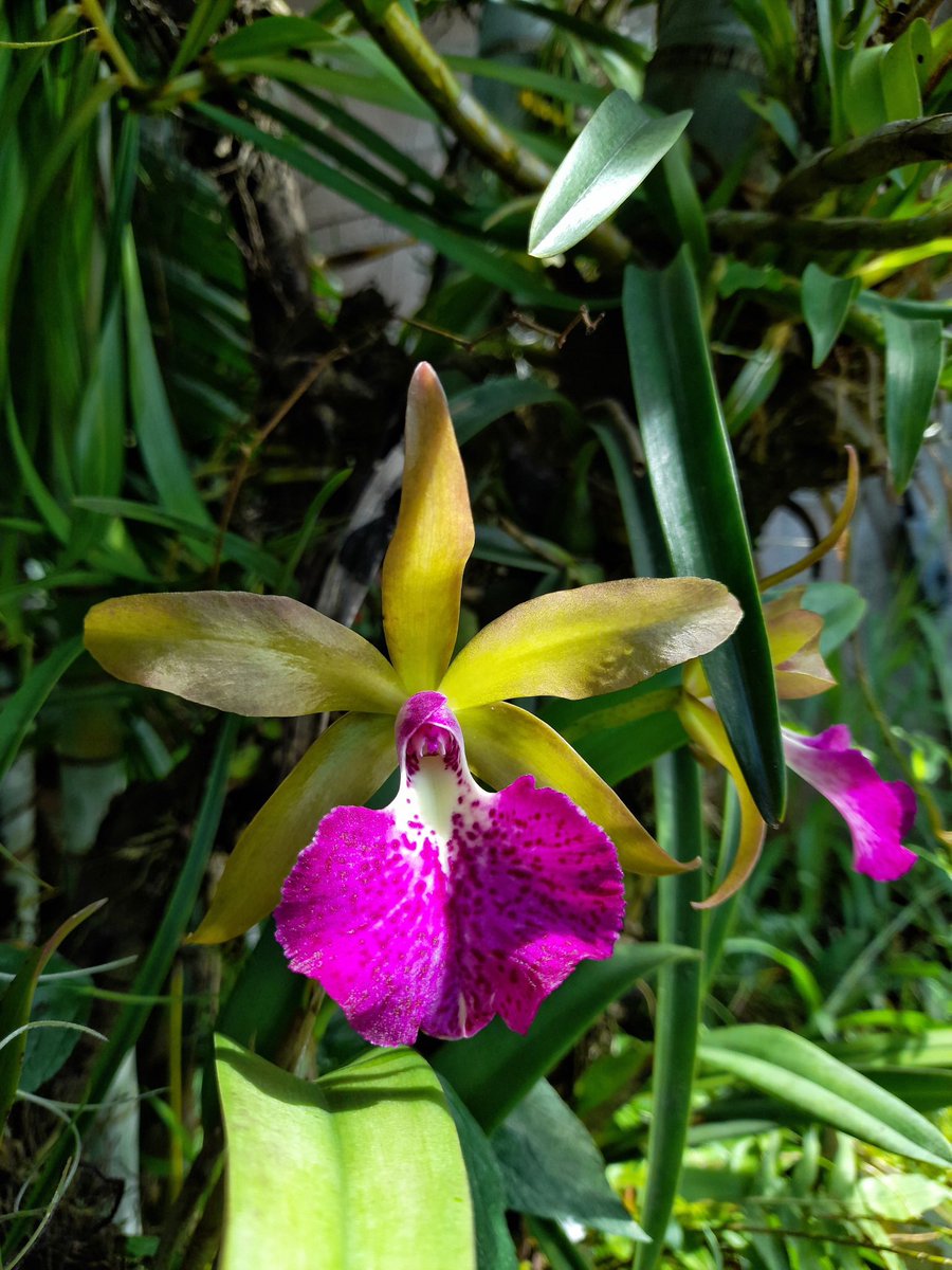 _laNatt__'s tweet photo. Orquídea.- Planta herbácea de hojas radicales y envainadoras que nacen de la raíz, flores muy vistosas, fruto capsular y raíz con dos tubérculos elipsoidales y simétricos.
@InsideNatGeo 
#NareshSwamiInTheField 
#orchids 
#orchid https://t.co/4csdQ9zEGd