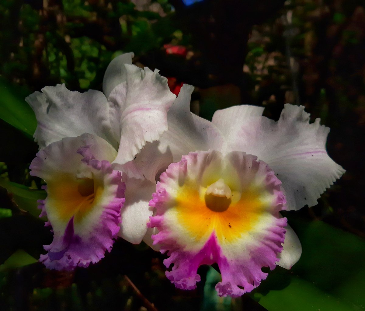 _laNatt__'s tweet photo. Orquídea.- Planta herbácea de hojas radicales y envainadoras que nacen de la raíz, flores muy vistosas, fruto capsular y raíz con dos tubérculos elipsoidales y simétricos.
@InsideNatGeo 
#NareshSwamiInTheField 
#orchids 
#orchid https://t.co/4csdQ9zEGd