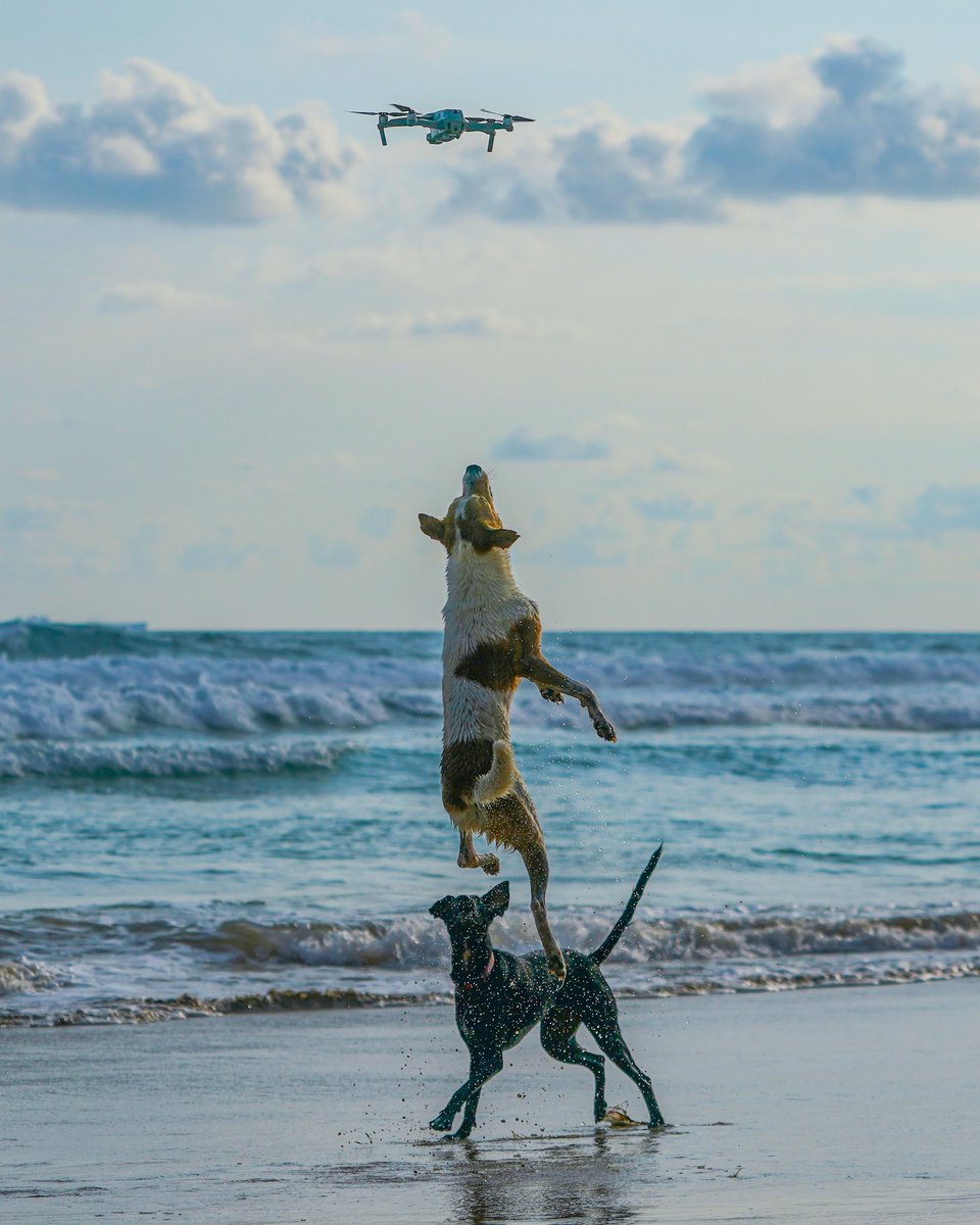 Two dogs jump up to catch a flying drone on the beach at Ahungalla, Sri Lanka. 🇱🇰

Sony A9ii + Sony 100-400mm
f/5.6 | 1/5000s | ISO 160 | 100mm

Instagram - instagram.com/thilina_kalu 

#CameraLK #SonyAlpha