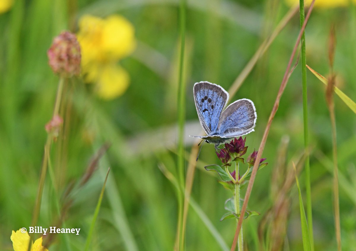 @Gloucestershire Wildlife Trust (@gloswildlife) on Twitter photo We're so proud to have played a small part in the incredible #WildIsles <a href="/BBCOne/">BBC One</a>.  
Not only has it given us a chance to see the relationship between the large blue and the red ant up close, the series highlights just how essential and endangered our #wildlife is. We're so proud to have played a small part in the incredible #WildIsles <a href="/BBCOne/">BBC One</a>.  
Not only has it given us a chance to see the relationship between the large blue and the red ant up close, the series highlights just how essential and endangered our #wildlife is.