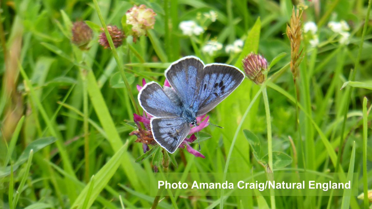 Natural England (@naturalengland) on Twitter photo Once extinct, now flourishing. 🦋 
 
It’s great to see large blue butterflies in #SouthWestEngland on tonight’s episode of #WildIsles. 
 
Over the last 30 years, our flagship #SpeciesRecoveryProgramme has helped change the fate of some of our most threatened species. Once extinct, now flourishing. 🦋 
 
It’s great to see large blue butterflies in #SouthWestEngland on tonight’s episode of #WildIsles. 
 
Over the last 30 years, our flagship #SpeciesRecoveryProgramme has helped change the fate of some of our most threatened species.