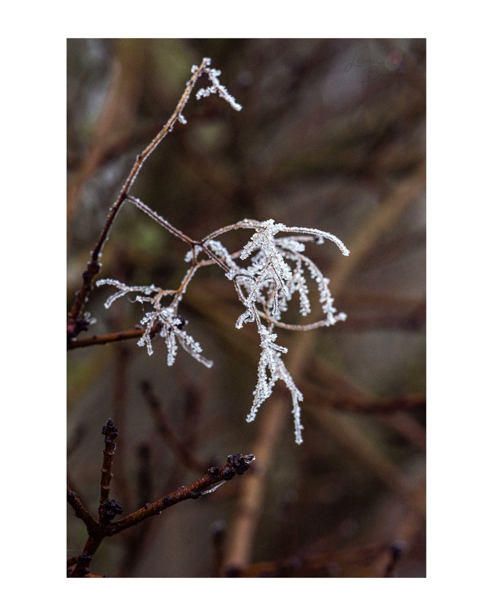 LBPhotography96's tweet photo. A Touch of Frost by Lauren Bremner. Shot on a Nikon D7200 with a Micro Nikkor 85mm lens. #laurenbremnerphotography #natgeoyourshot #natgeo #natgeotravelpic #natgeo_lovers #lifeofadventure #travelphotography #jessopsmoment #travellingthroughtheworld #wanderlust #nature #travel https://t.co/y6JBR1FM6N