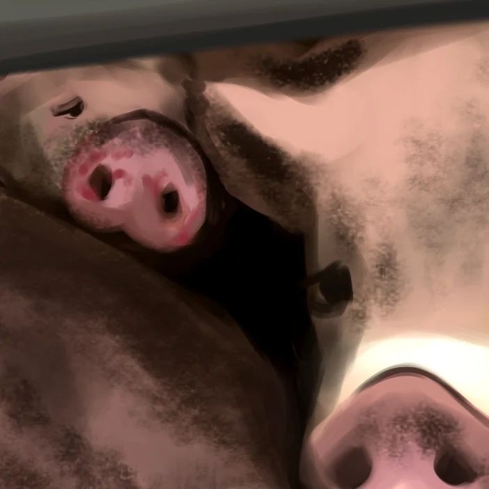 VeganFTAEspanol's tweet photo. Ser testigo de cómo llevan animales a morir es realmente devastador 💔

Por eso, gracias a quienes tienen la fortaleza de acompañarlos y darles cariño por única vez 💪

⁠🎨 @DNTM_artivist
📸 @cdmxanimalsave ⁠

#veganfta #cerditos #lechón #tocino #vigilia #vivevegano #veganart https://t.co/tfaXgXtJlW