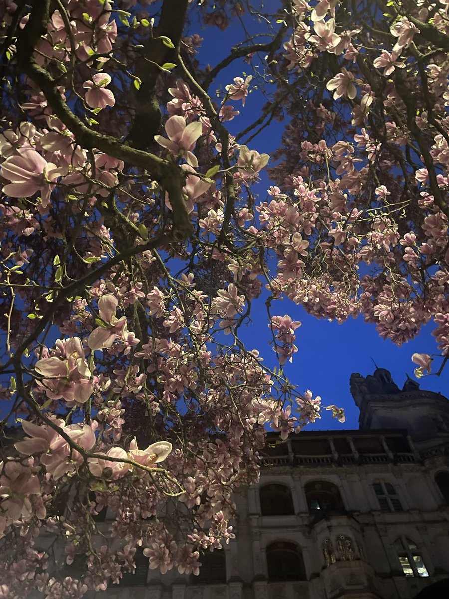 Symbole de force et pureté le #Magnolia face au <a href="/chateaudeblois/">Château de Blois</a>