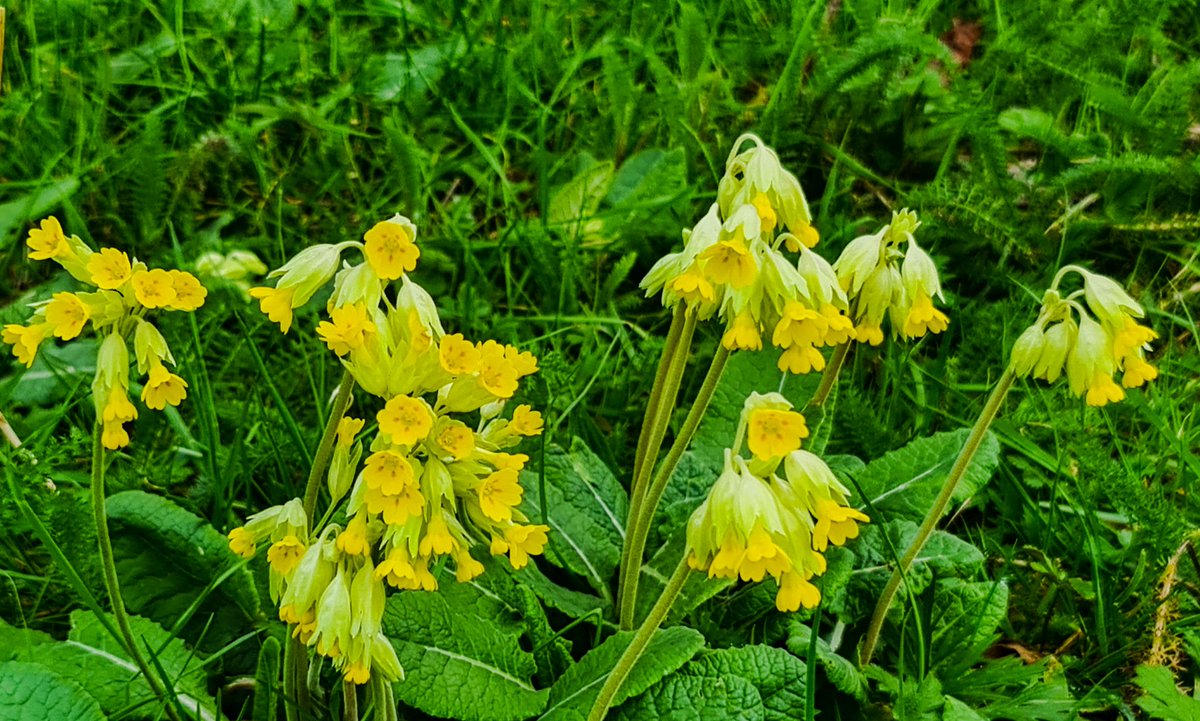 pewileman's tweet photo. The weather this #Spring has not been kind to the #Wildflowers on #GatesheadRiverside but these #Cowslips were doing their best to bring some colour and cheer on an otherwise dull Sunday today. #flowerphotography
#TwitterNatureCommunity @The_RHS @Gateshead #SamsungGalaxyPhone https://t.co/fyUcieyV4c
