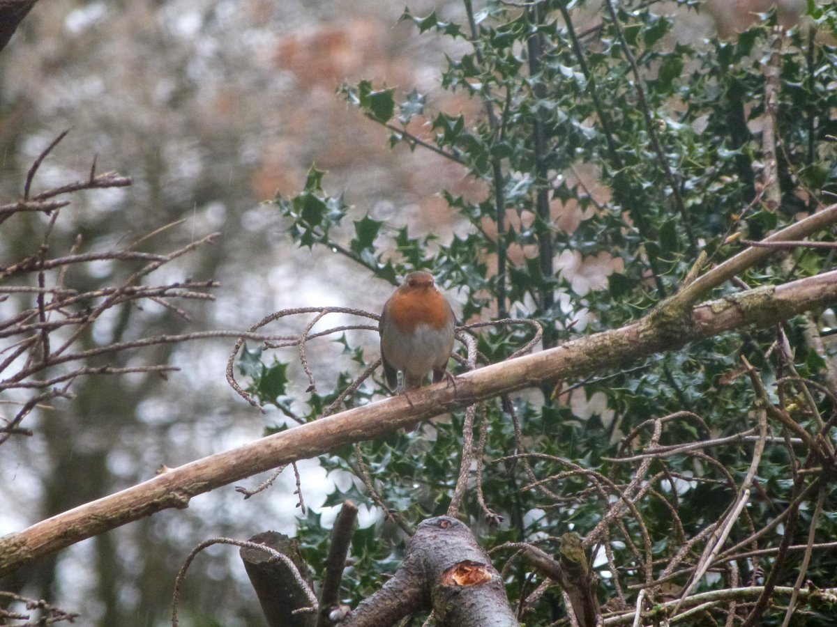 Hillgrove_wr9's tweet photo. Photos taken by my 10 year old step son down at the hides. He’s really getting a good eye #hillgrove #birdsuk #proudstepmom https://t.co/BTKmcuF8yh