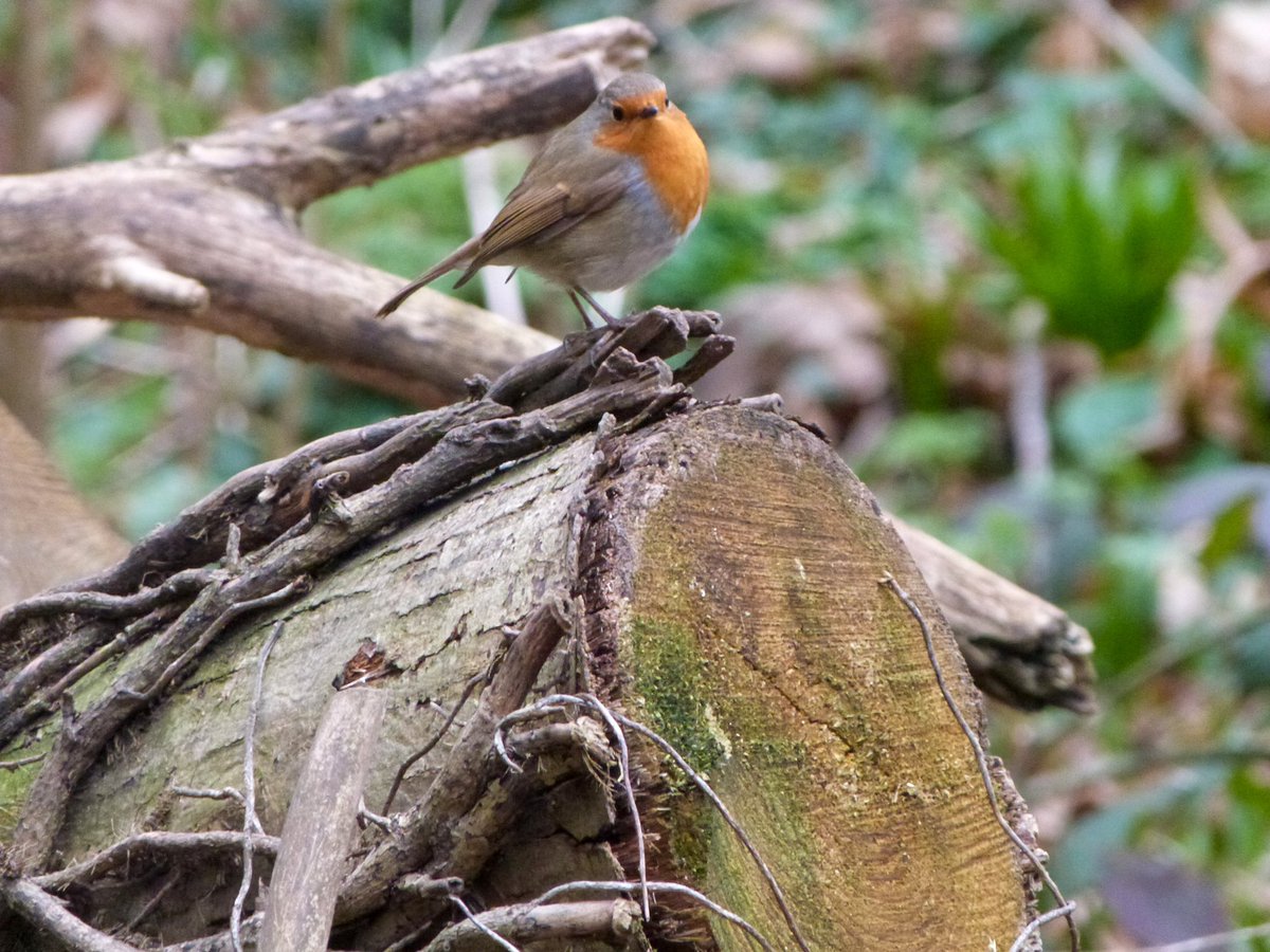 Hillgrove_wr9's tweet photo. Photos taken by my 10 year old step son down at the hides. He’s really getting a good eye #hillgrove #birdsuk #proudstepmom https://t.co/BTKmcuF8yh