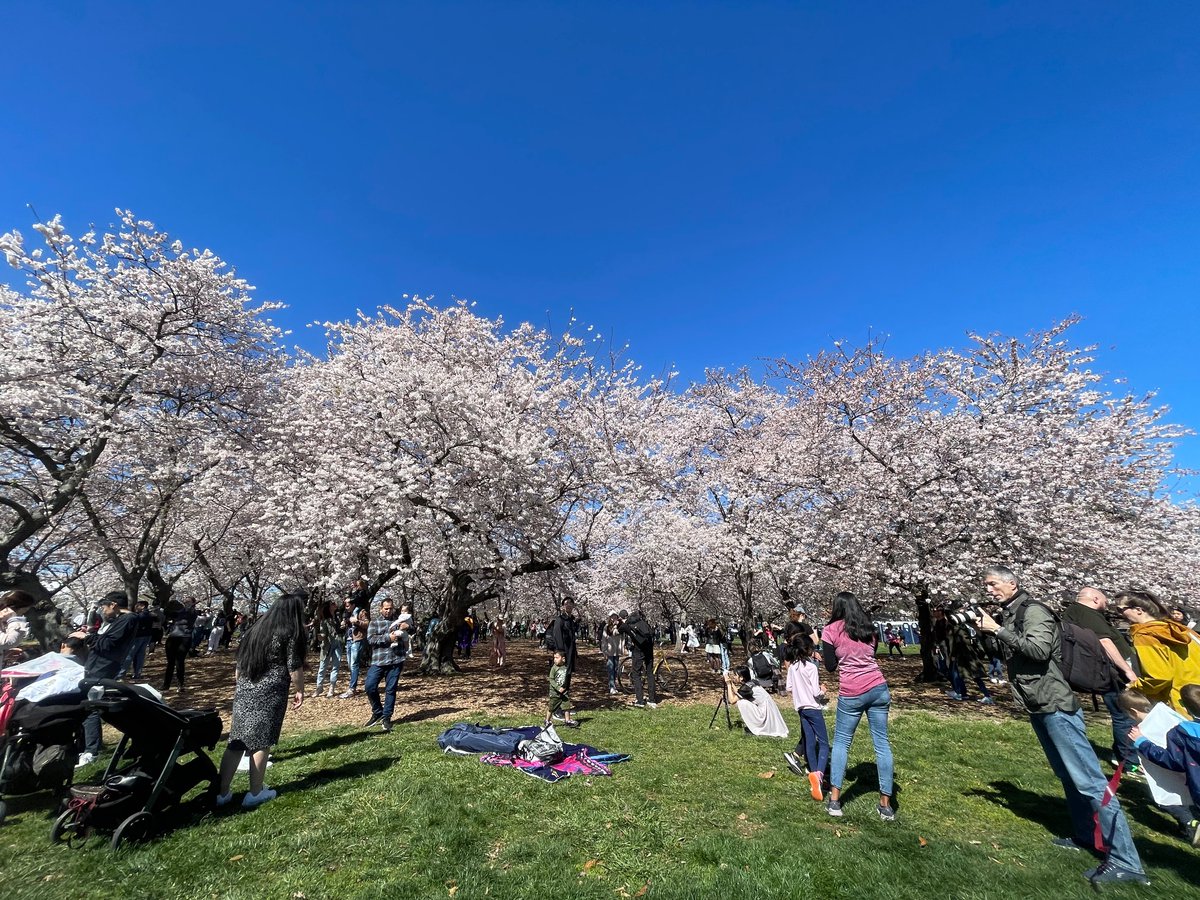 Beautiful weekend at the Cherry Blossom Festival!