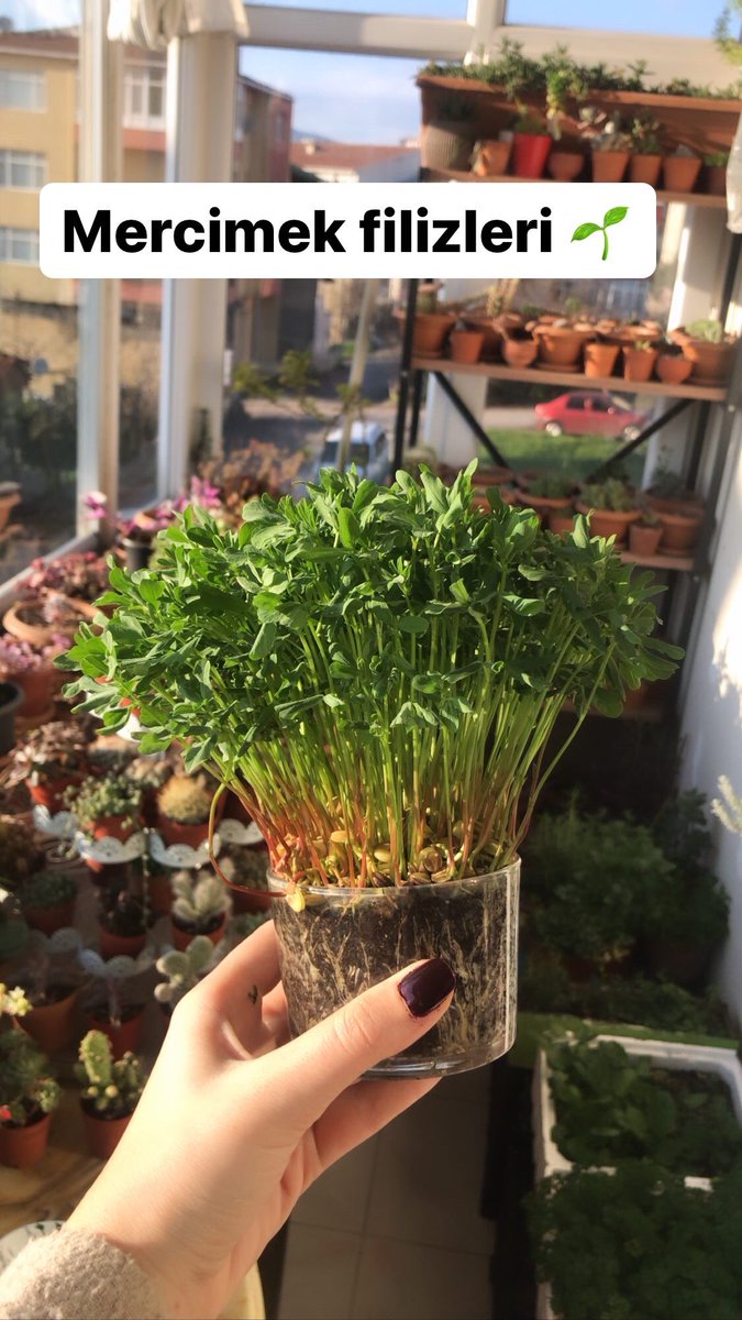 yesilbiterapi's tweet photo. #microgreens 🌱 https://t.co/KvyuDcqbyz