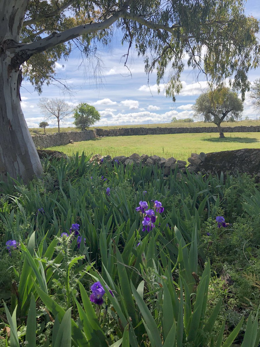 45Beatriz's tweet photo. Es primavera y Extremadura lo sabe #SinRetoques
#LiriosSilvestres #Springlovers https://t.co/lTlsTZFvvs