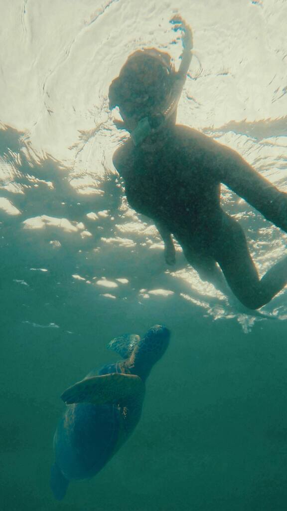 VickiYu's tweet photo. Aloha Honu Ohana👋🏻
#TheSameHonuIveMetBefore
#seaturtle #Honu
#paddleboarding #HawaiianGreenSeaTurtle
#standuppaddleboarding #supsnorkel #GoPro #scuba #freediving #snorkeling #apnea #MarineLifePhotography #seaturtles #standuppaddling #goodmorning #alohak… https://t.co/lEcl76VWio https://t.co/O57c6T0UcC