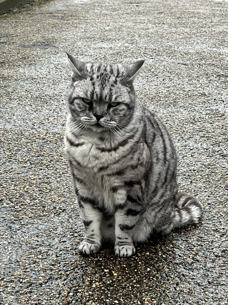 BintyMustard's tweet photo. Went to Eltham Palace, a day out for my friendβs birthday.
Yes the Palace is amazing.
Yes it was great seeing my friends.
Butβ¦
The best thing about today was Pearl the resident cat πΎπ€ who is now my new spirit animal πΎ #GrumpyAF #ILoveHer #Caturday #cats https://t.co/ugg6S5NooB